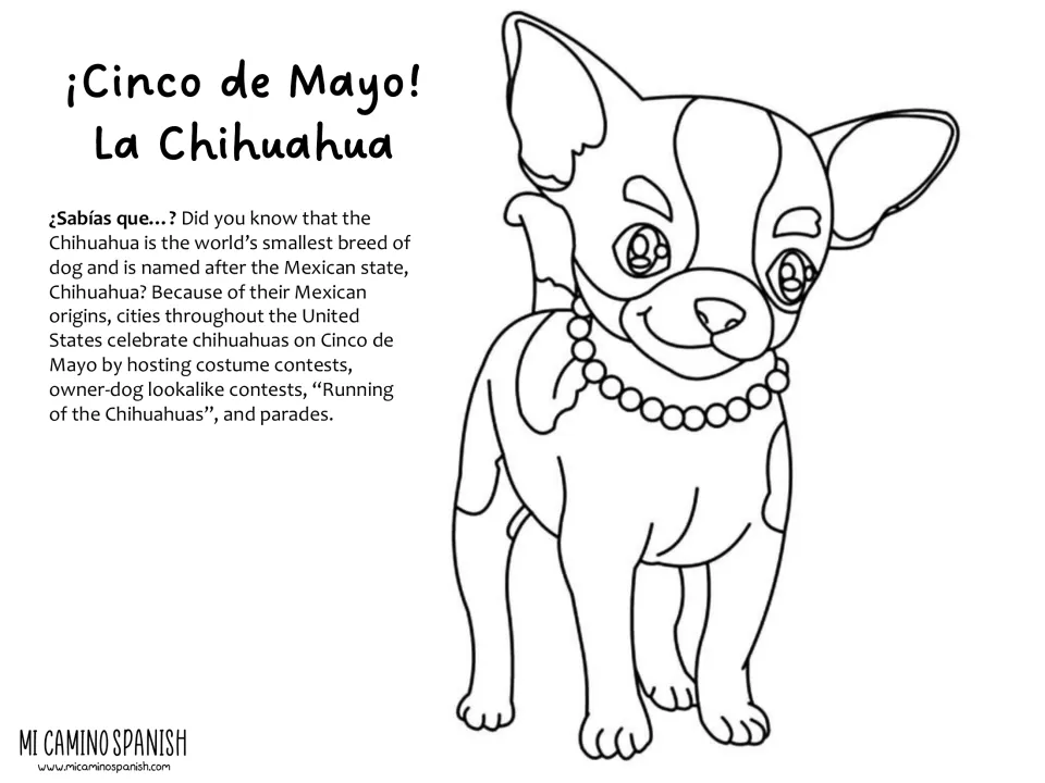 La Chihuahua coloring page: a chihuahua wearing a bead necklace to color, plus a fact on its name and US parades