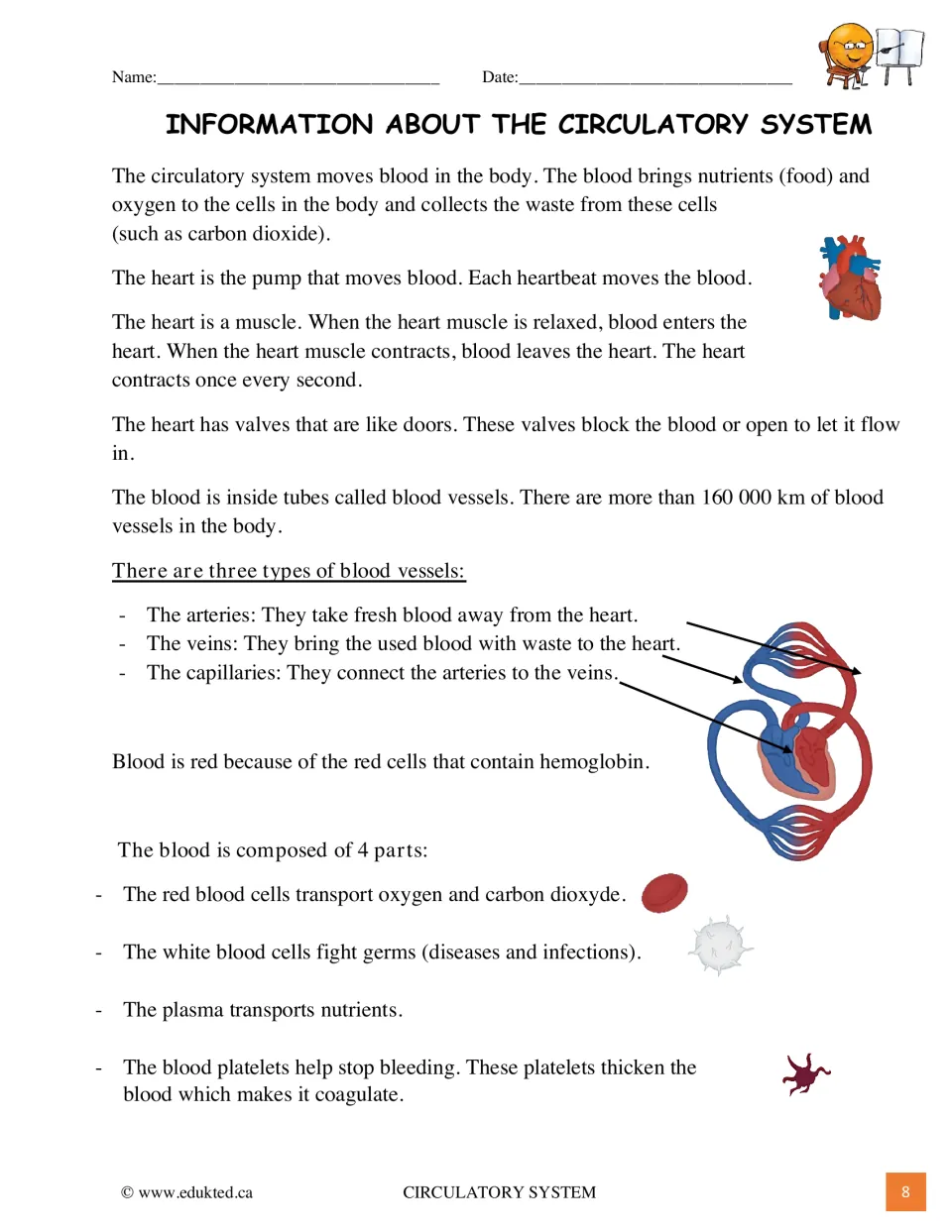 Illustrated reading on how blood moves: heart, valves, 3 vessel types with a labeled loop diagram and blood cell pictures