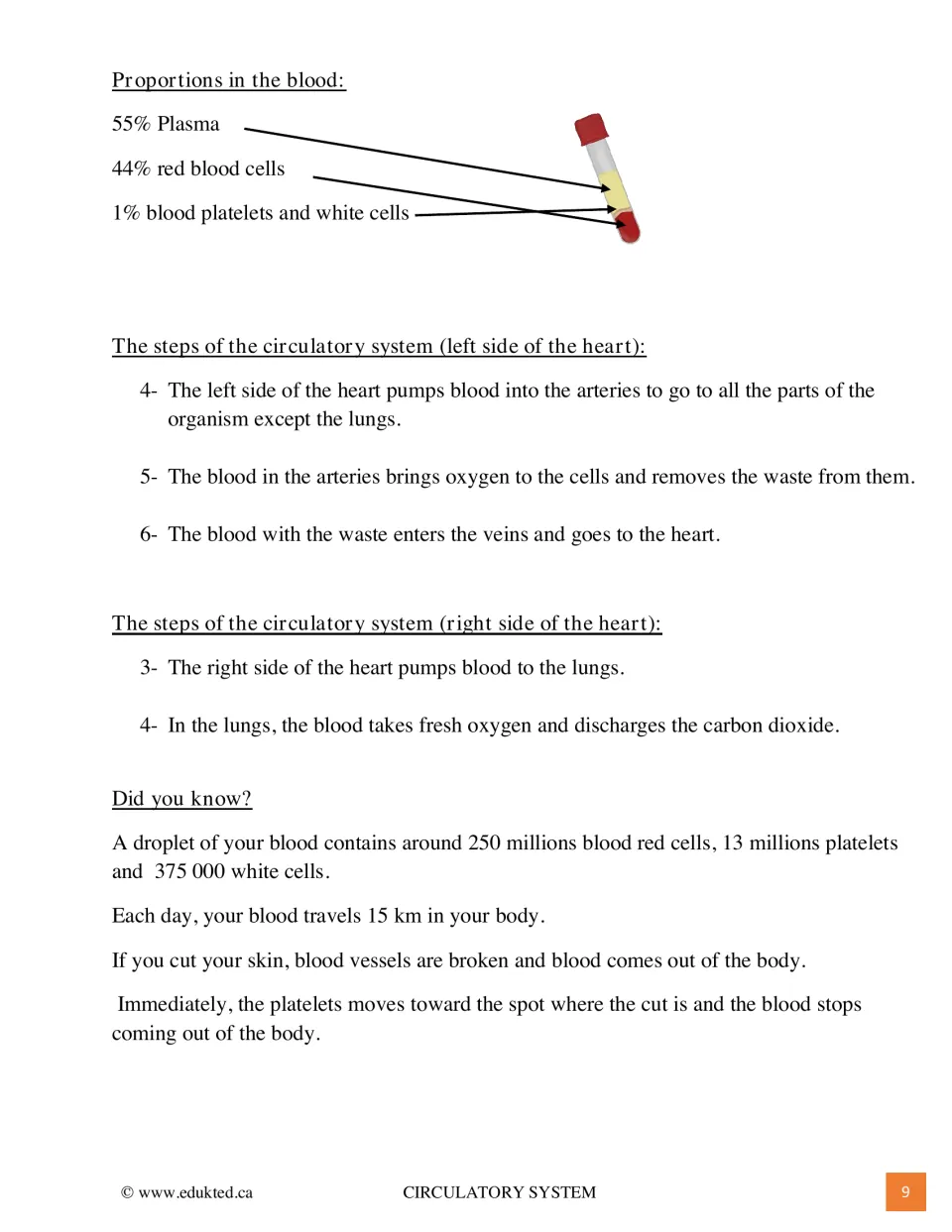 Illustrated reading, continued: blood proportions on a test tube, flow steps for each heart side, Did you know? facts