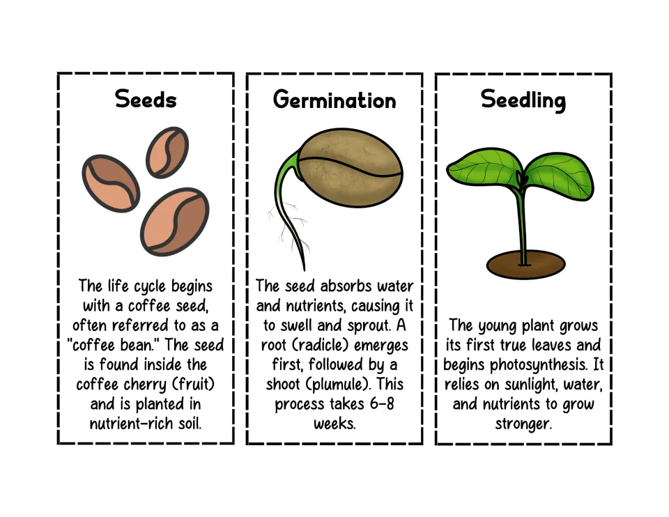 Coffee life cycle cards 1–3: Seeds, Germination, and Seedling, with illustrations and stage descriptions