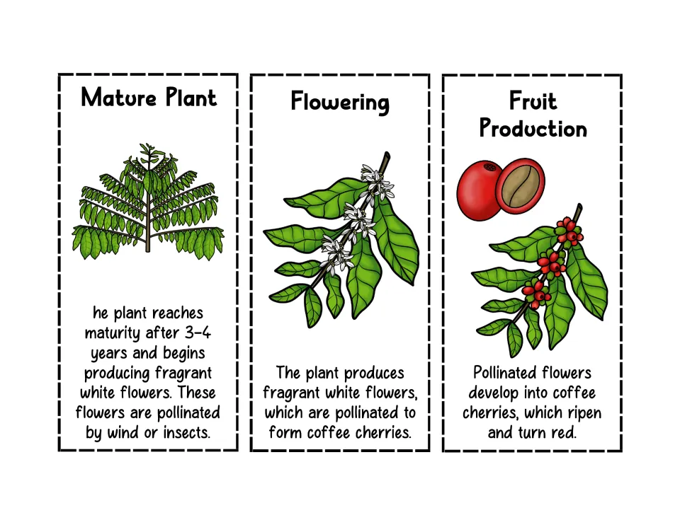 Coffee life cycle cards 4–6: Mature Plant, Flowering, and Fruit Production, with illustrated descriptions