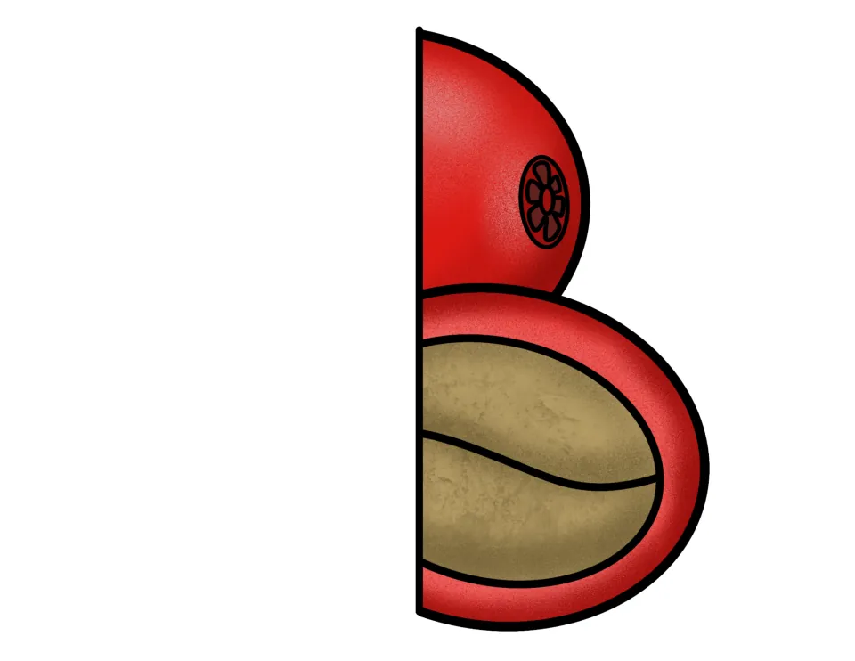 Coffee cherry cutout piece for the life cycle foldable, showing right portions of a red fruit and exposed seed