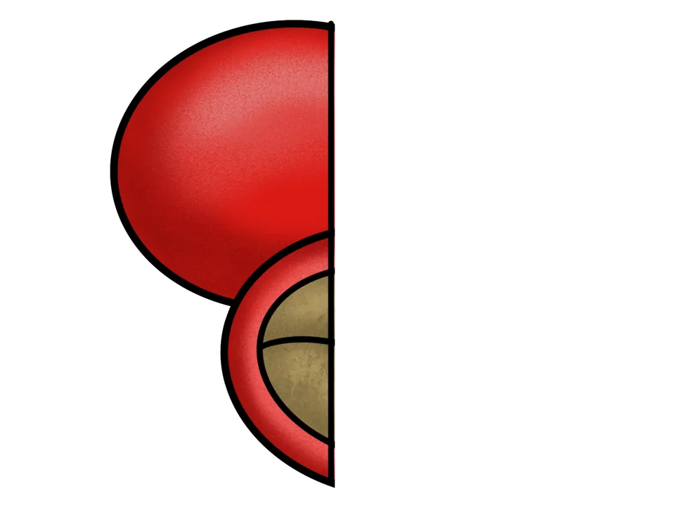 Coffee cherry cutout piece for the life cycle foldable, showing left portions of a red fruit and exposed seed