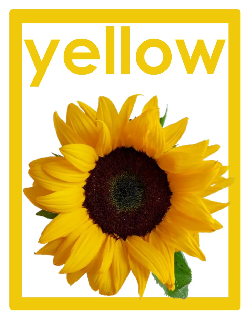 Color word poster for classroom display featuring the lowercase word 'yellow' and a yellow sunflower