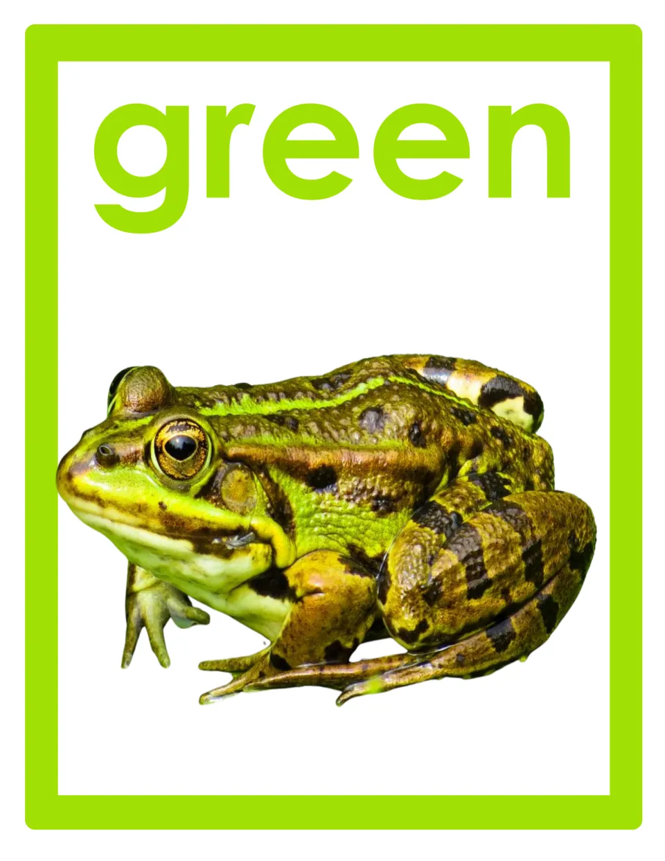 Color word poster for classroom display featuring the lowercase word 'green' and a photograph of a frog