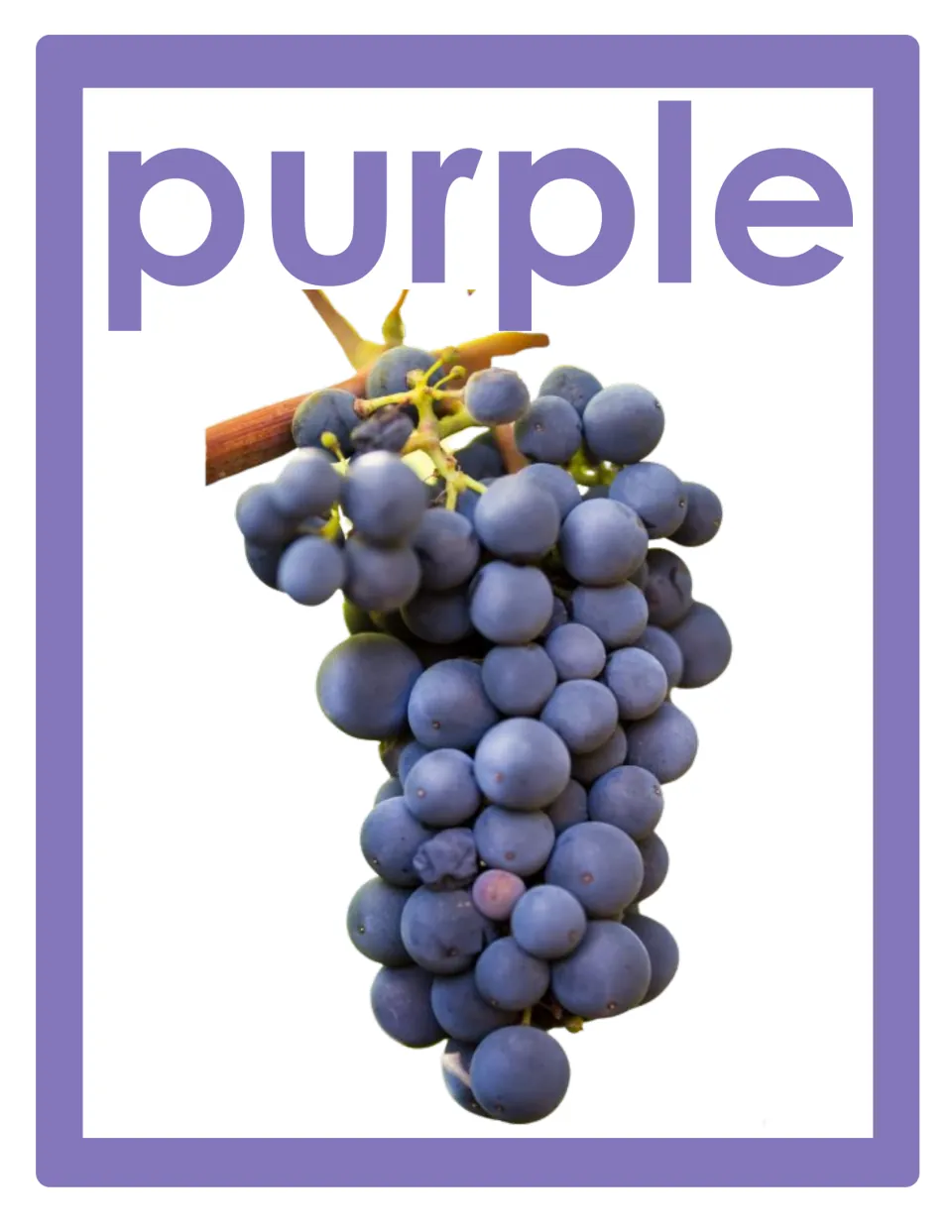 Color word poster for classroom display featuring the lowercase word 'purple' and a bunch of purple grapes
