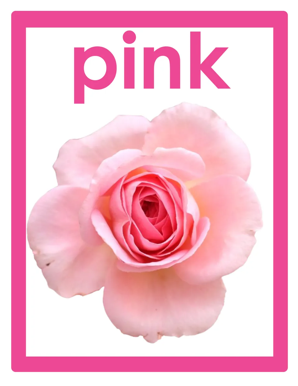 Color word poster for classroom display featuring the lowercase word 'pink' and a photograph of a pink rose