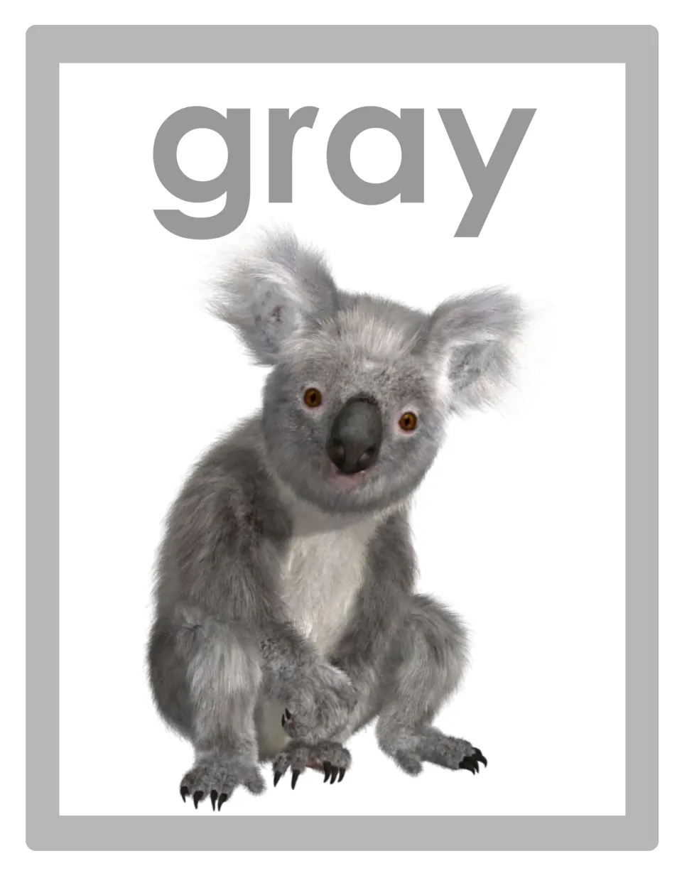 Color word poster for classroom display featuring the lowercase word 'gray' and a photograph of a gray koala