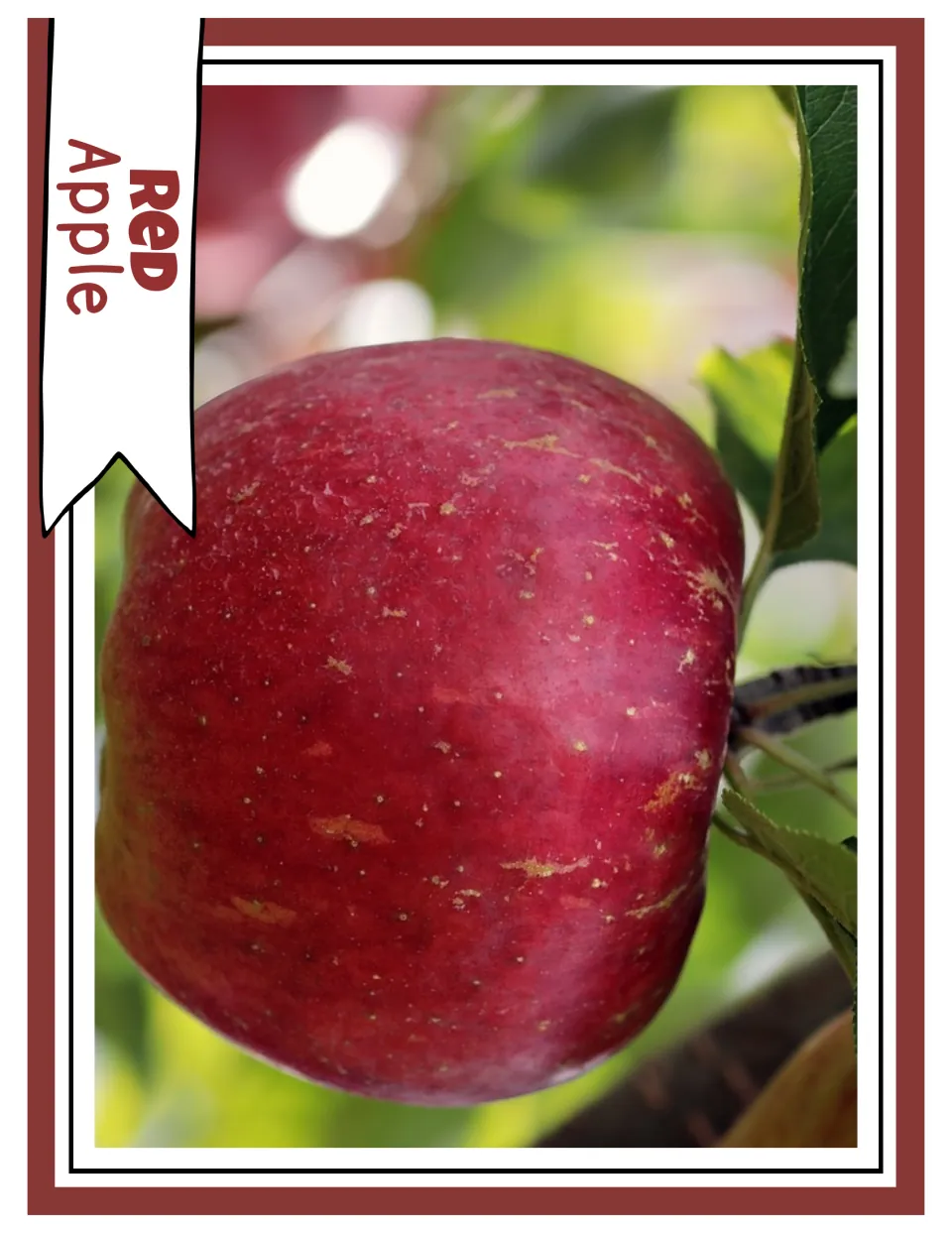 Red color photograph card labeled “Red Apple,” showing a close-up of a red apple growing on a tree