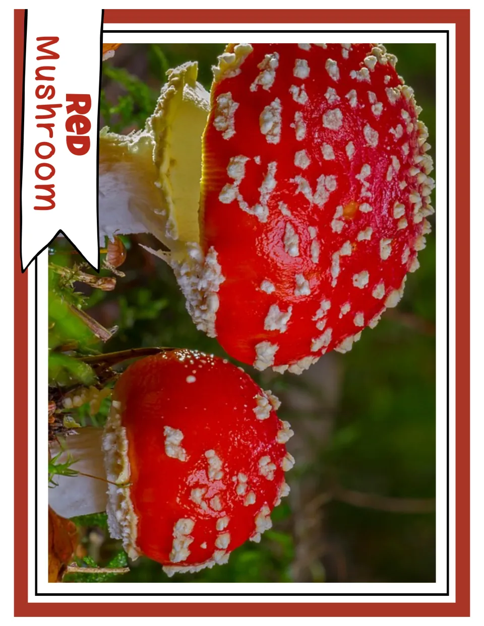 Red color photograph card labeled “Red Mushroom,” showing two mushrooms with red caps and white spots