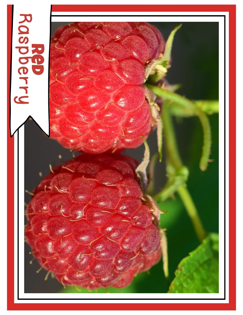 Red color photograph card labeled “Red Raspberry,” showing a close-up of two red raspberries on a plant