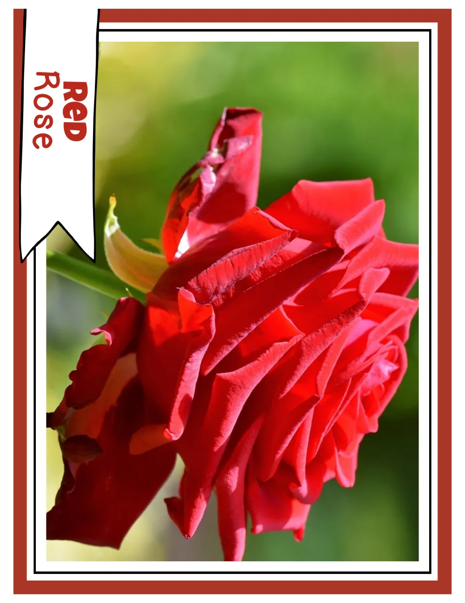 Red color photograph card labeled “Red Rose,” showing a close-up of a red rose against green foliage