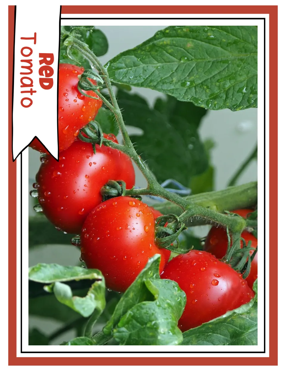 Red color photograph card labeled “Red Tomato,” showing red tomatoes on a vine with water droplets