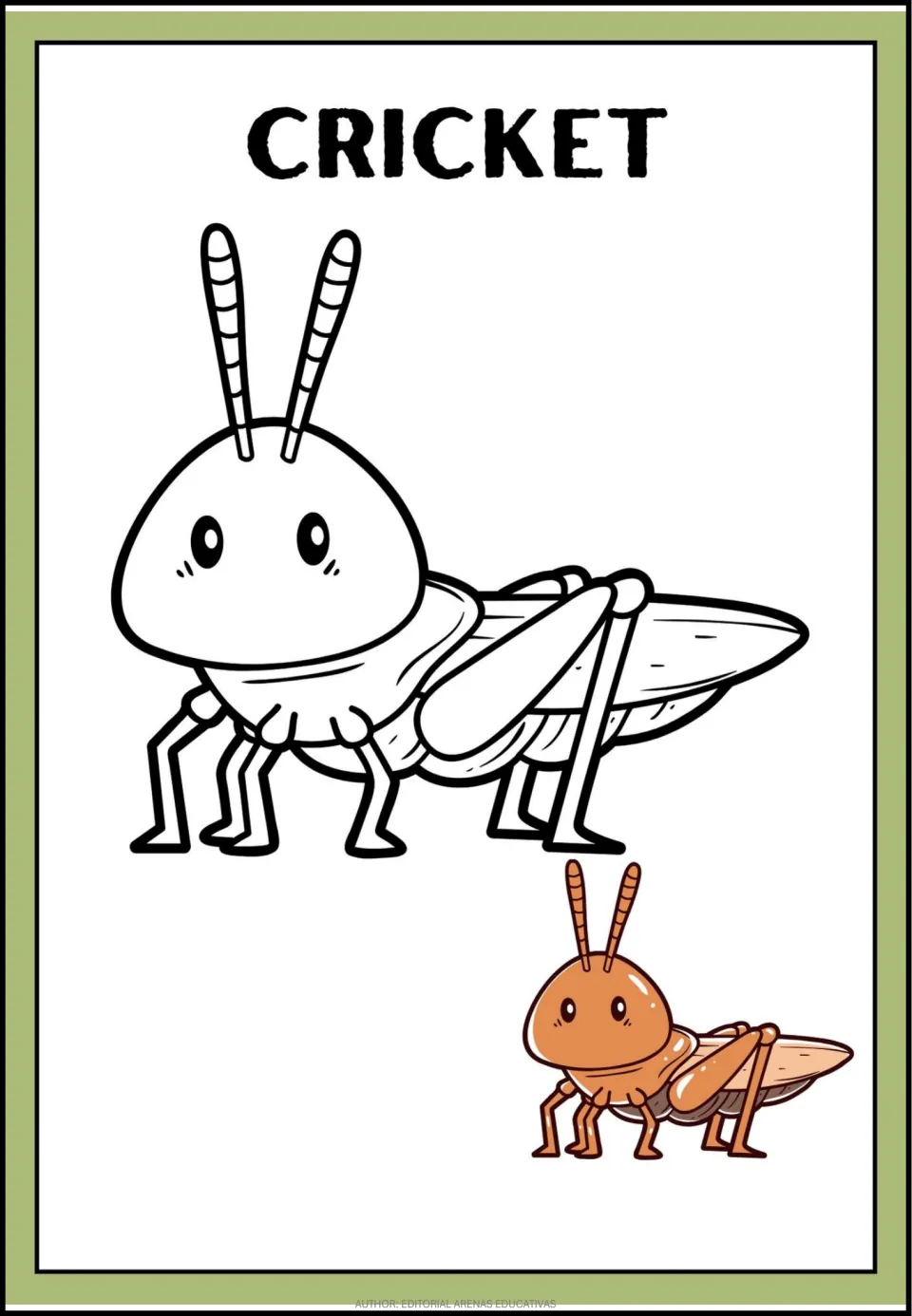 Cricket coloring page: students color a big outlined cricket with long antennae, matching the small brown cricket model