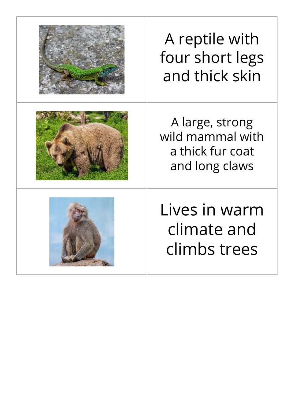 Animal vocabulary flashcards 13–15 in the reversed set pair lizard, bear, and monkey photos with definitions.