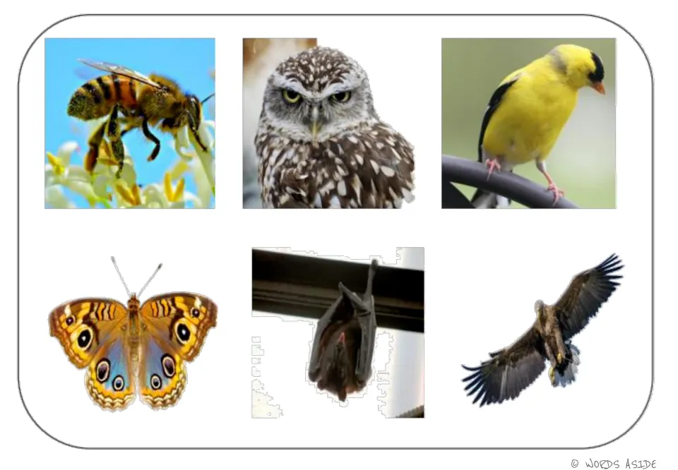 Air-animal photo mat for vocabulary and matching: bee, owl, yellow bird, butterfly, bat, and eagle