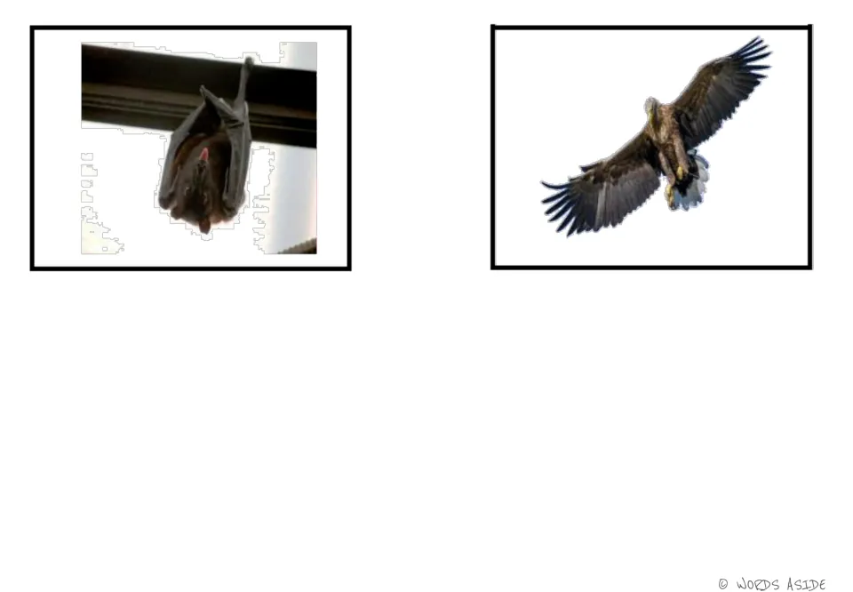 Air-animal photo cards 5–6 of the six-card set: a hanging bat and a flying eagle for vocabulary practice