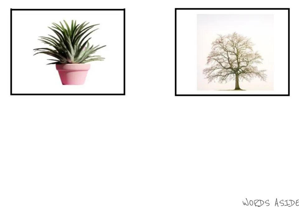 Garden vocabulary photo cards 5–6: a potted plant and a tree, completing the six-item photo set