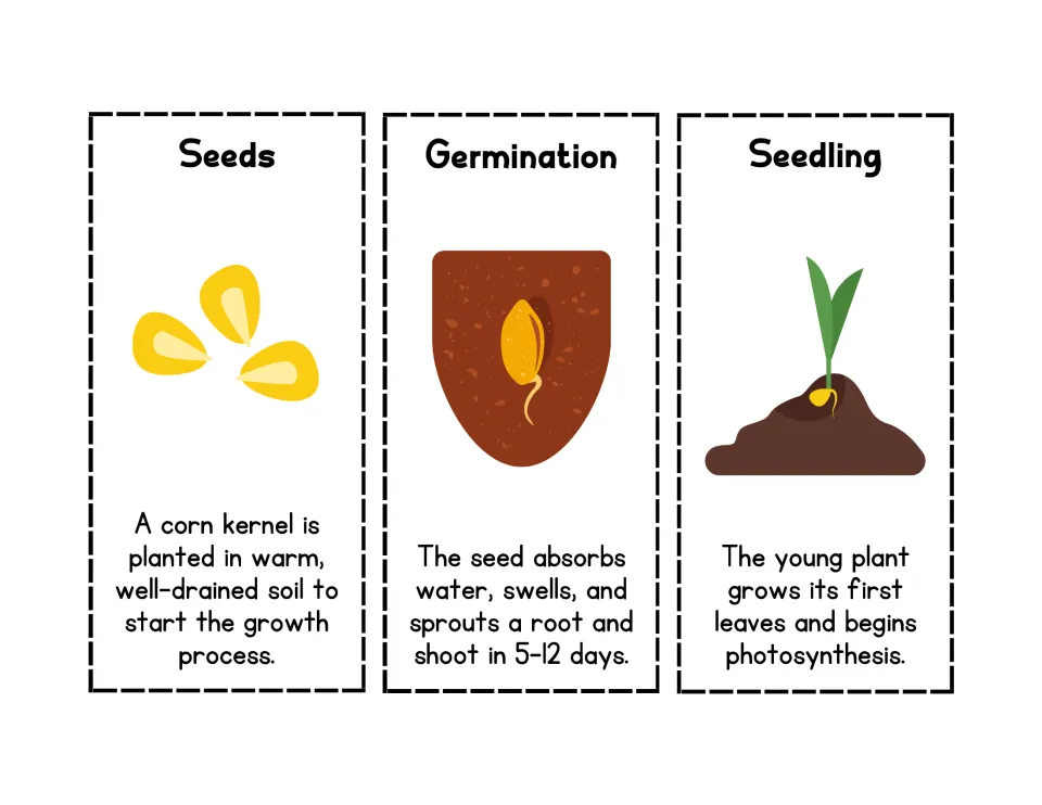 Early corn stages cards: Seeds, Germination and Seedling, each with a picture and fact, to cut out and glue in order