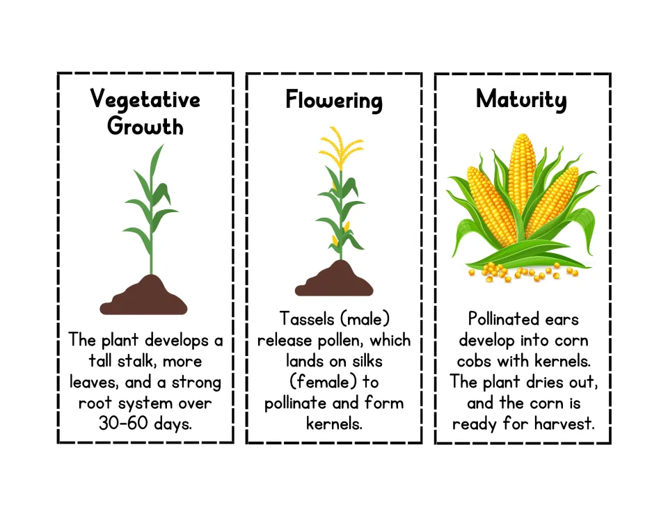 Later corn stages cards: Vegetative Growth, Flowering and Maturity, covering stalk growth, tassels and silks, and harvest