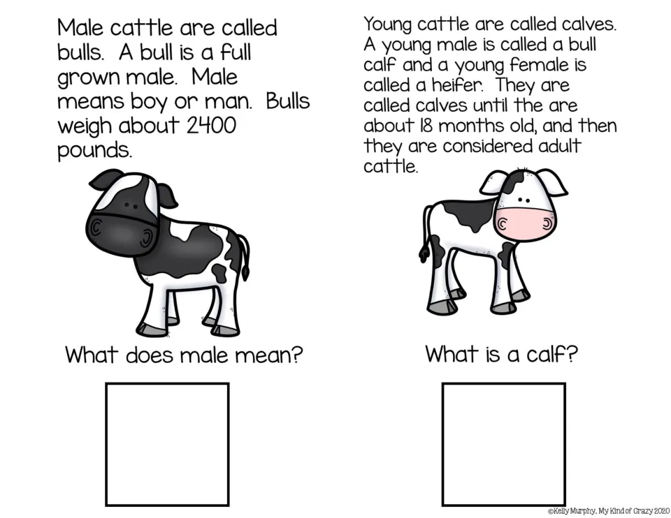 Bulls and calves: students read that bulls are adult males and young cattle are calves, then answer what male and calf mean