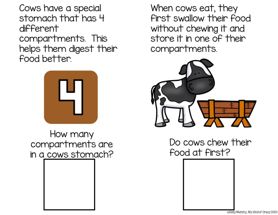 Cow digestion: students read about the 4-compartment stomach and swallowing food unchewed, then answer two picture questions