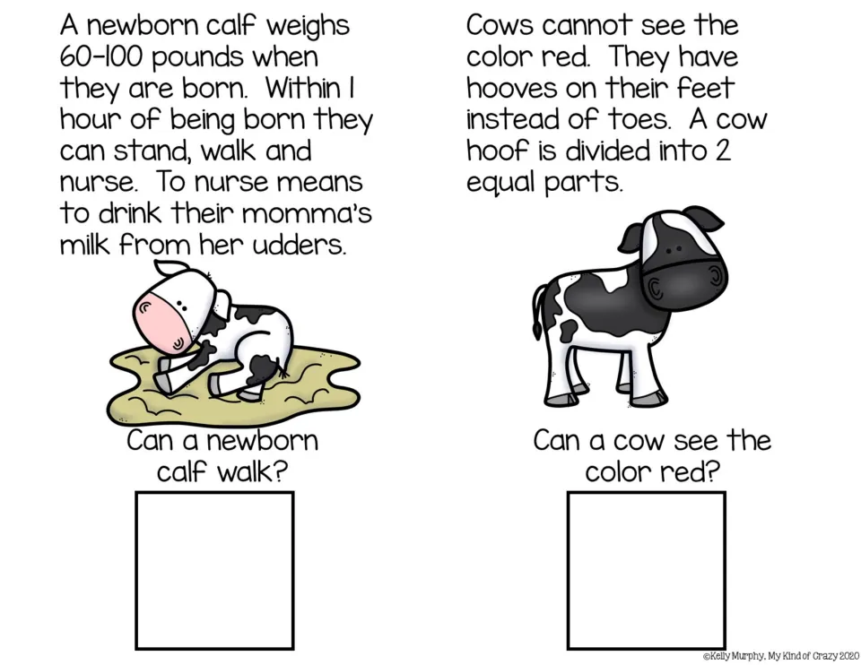 Newborn calves and cow senses: students read that calves walk within an hour and cows can't see red, then answer yes or no