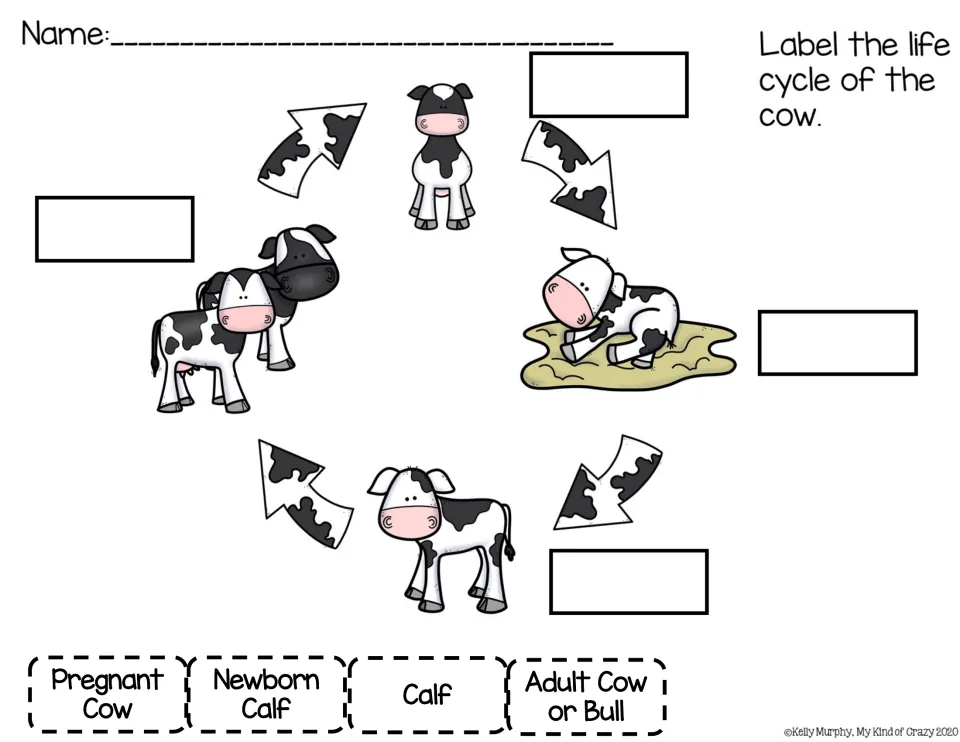Cow life cycle labeling: students place pregnant cow, newborn calf, calf and adult cow or bull labels on the cycle diagram