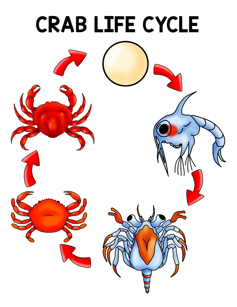 Crab life cycle poster showing egg, zoea, megalopa, young crab, and adult crab connected by arrows