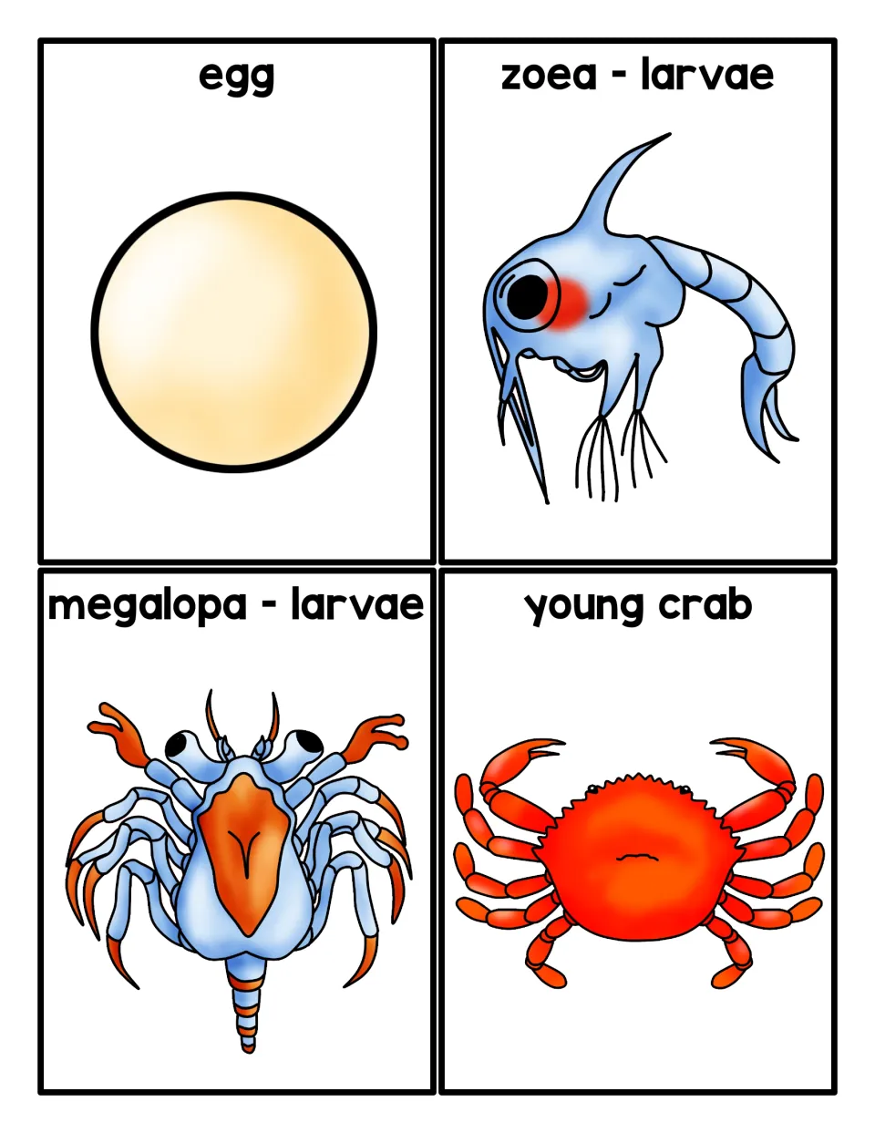 Sequencing cards 1–4 of 5: egg, zoea - larvae, megalopa - larvae, and young crab, each illustrated