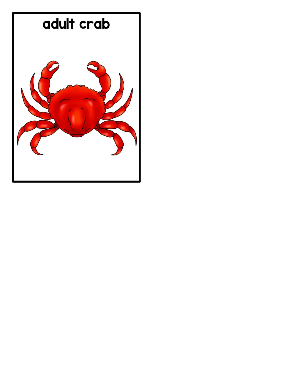 Sequencing card 5 of 5, labeled adult crab, showing the final stage of the matching life cycle poster