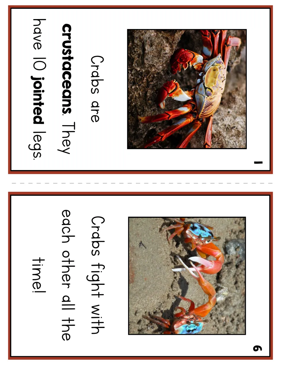 Crab reader pages 1 and 6 introduce crustaceans with 10 jointed legs and show crabs fighting each other