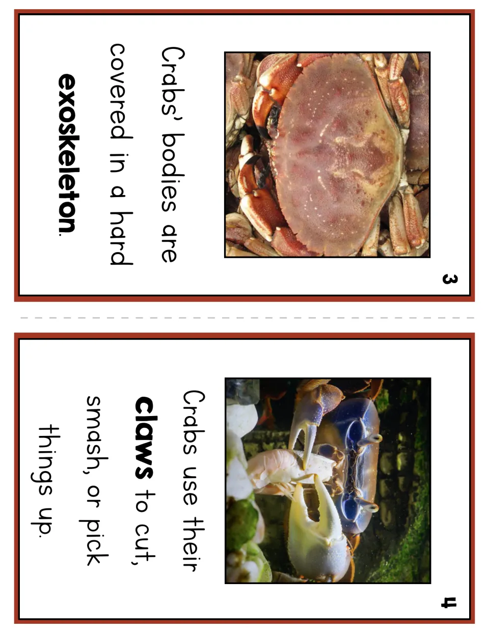 Crab reader pages 3 and 4 describe a hard exoskeleton and claws used to cut, smash, or pick things up