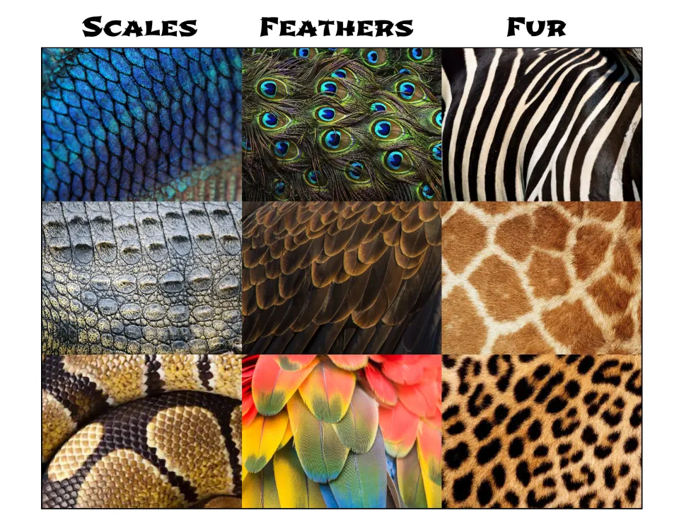 Color anchor chart sorting close-up photos of scales, feathers and fur, three textures under each heading