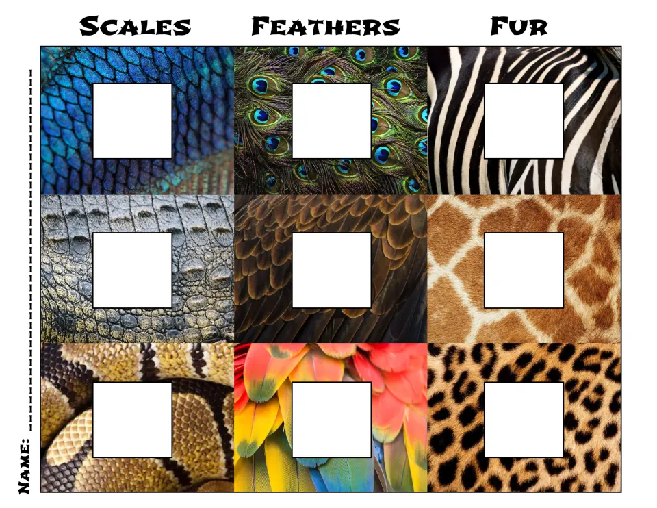 Color sorting mat headed Scales, Feathers and Fur: students glue an animal picture onto each of nine texture photos
