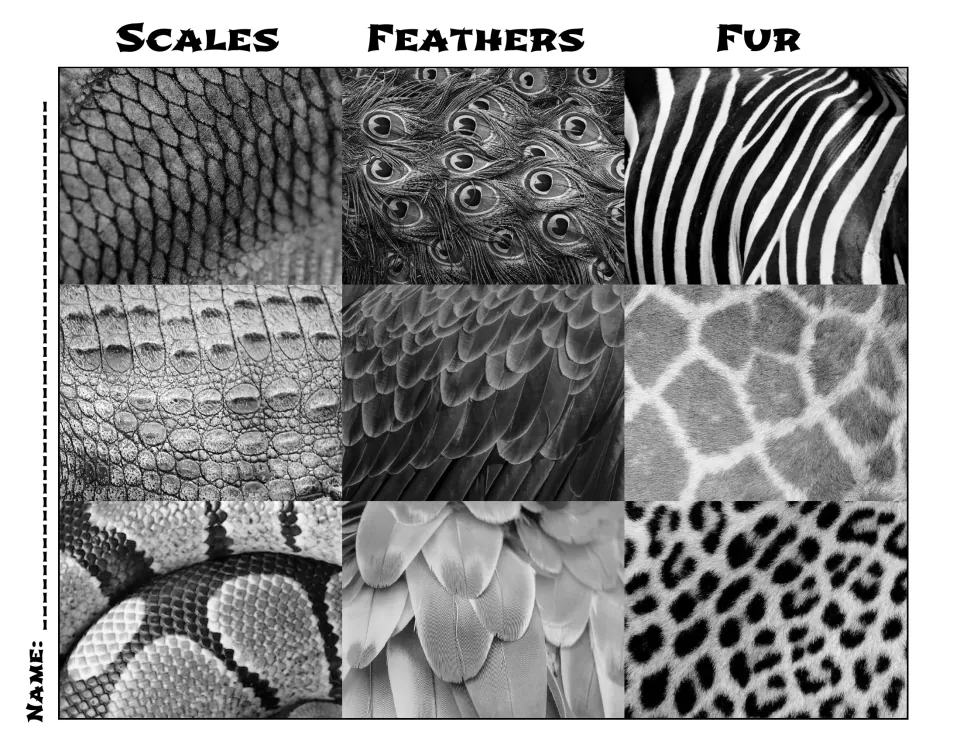 Black-and-white chart of scales, feathers and fur with nine close-up texture photos and a name line for students