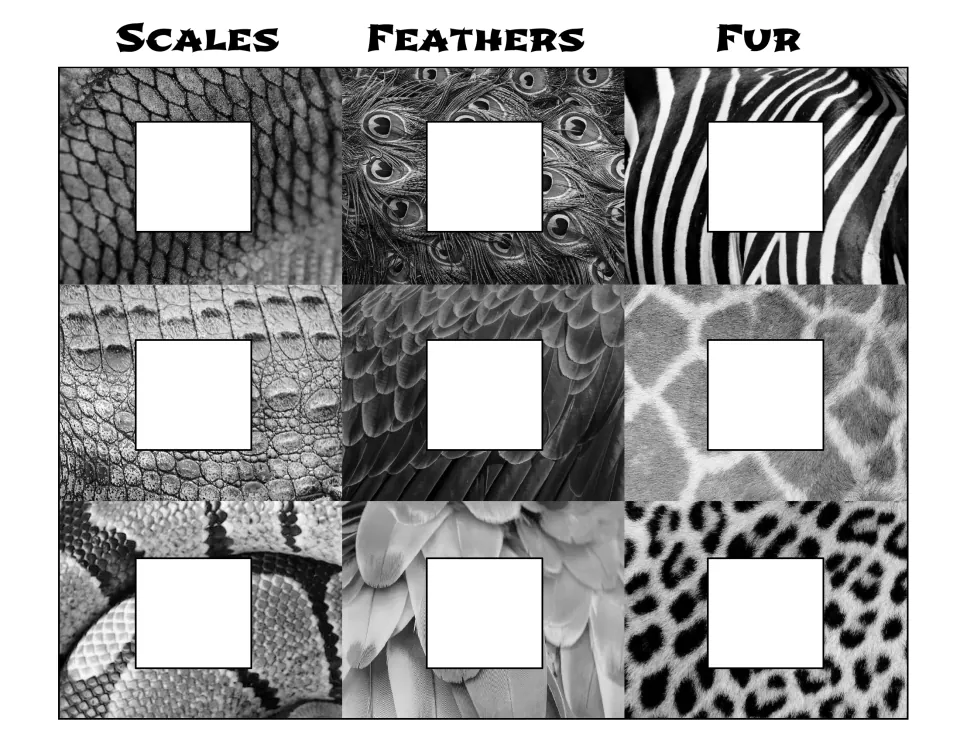 Black-and-white sorting mat: students paste each animal into a blank square on the scales, feathers or fur texture photos