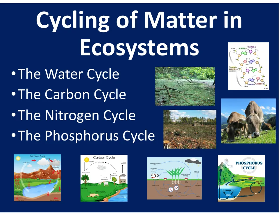 Cycling of Matter in Ecosystems title slide listing the water, carbon, nitrogen and phosphorus cycles with cycle diagrams