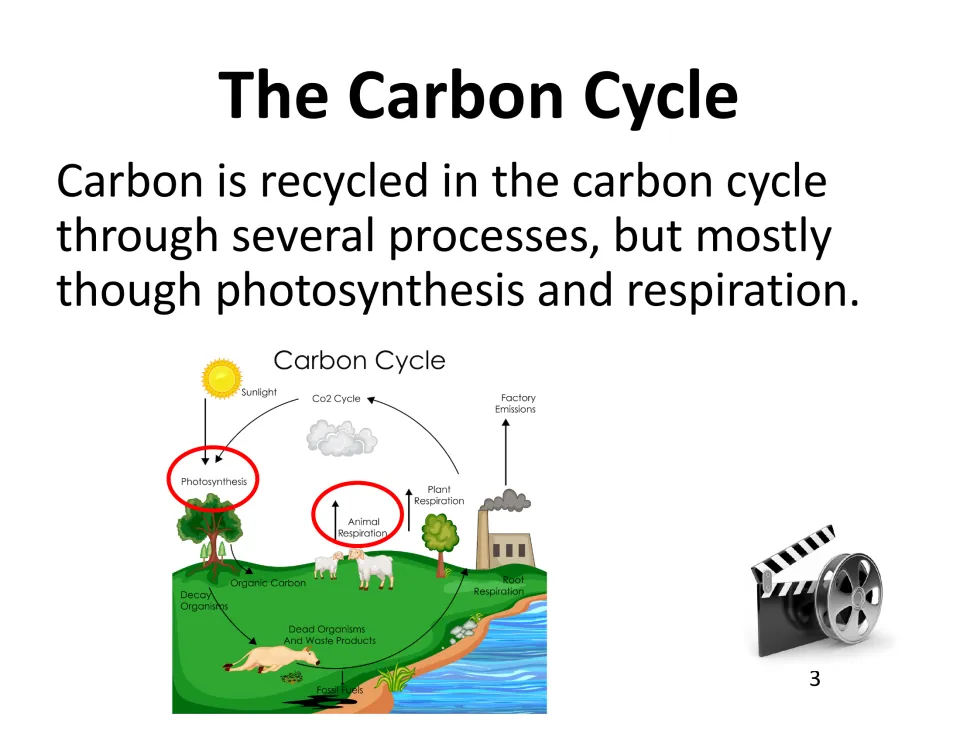 Carbon cycle stating carbon is recycled mostly through photosynthesis and respiration, both circled in red on a diagram