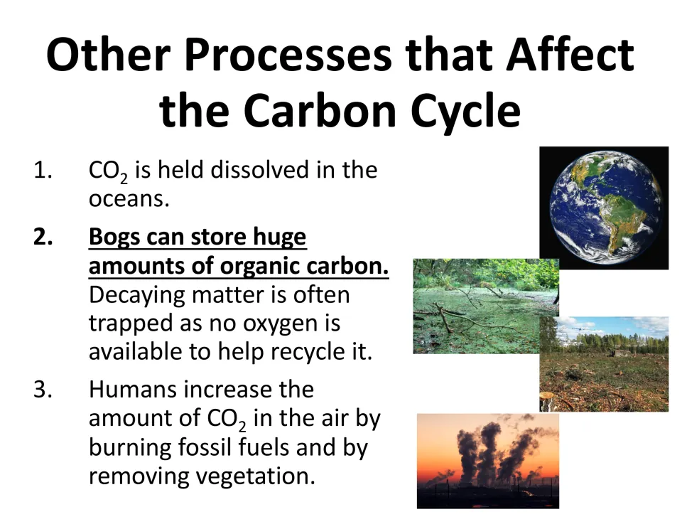Other processes that affect the carbon cycle: CO2 in oceans, carbon stored in bogs, and humans burning fossil fuels