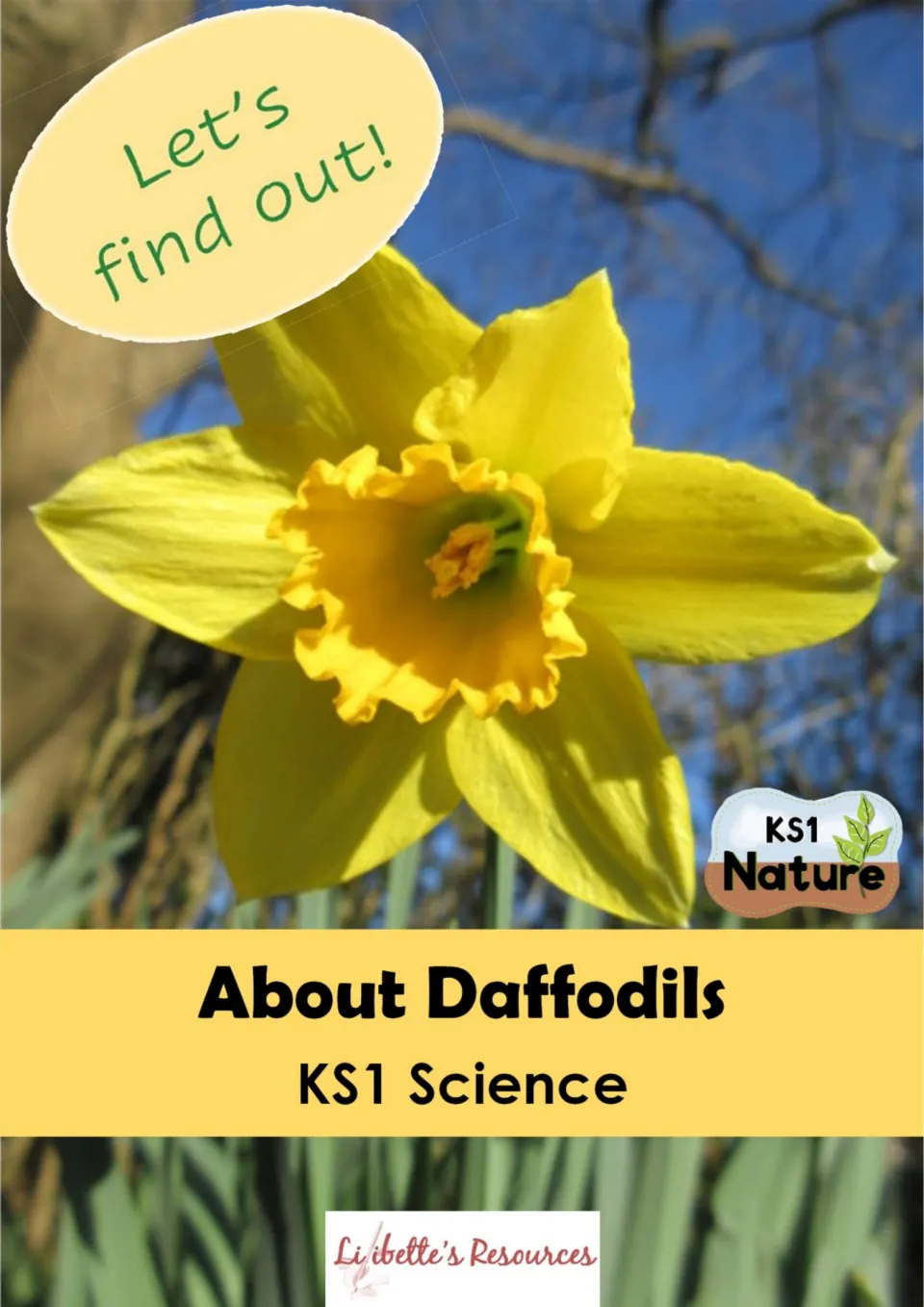 About Daffodils KS1 Science cover: close-up photo of a yellow daffodil with a Let's find out! label and KS1 Nature logo
