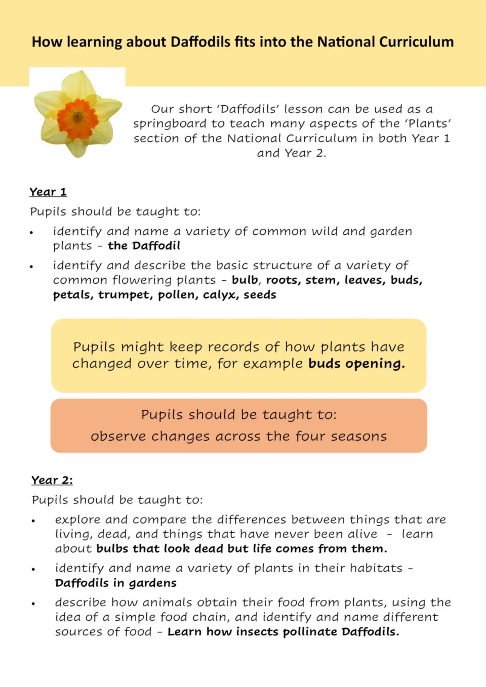 Daffodils and the National Curriculum: Year 1 and Year 2 plant objectives, from naming bulb, stem and petals to pollination