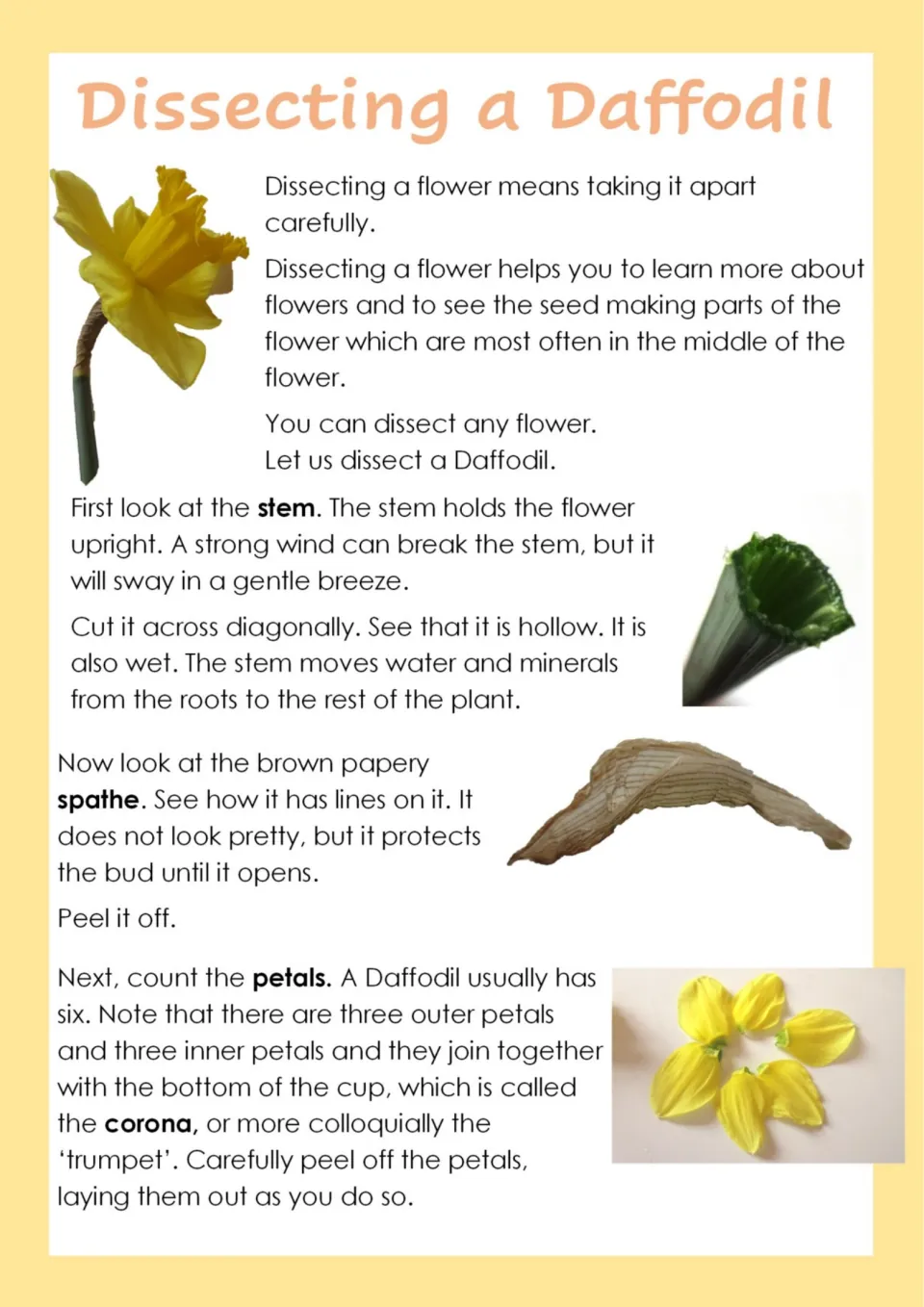 Dissecting a Daffodil: steps to cut the hollow stem, peel the papery spathe and count six petals around the corona