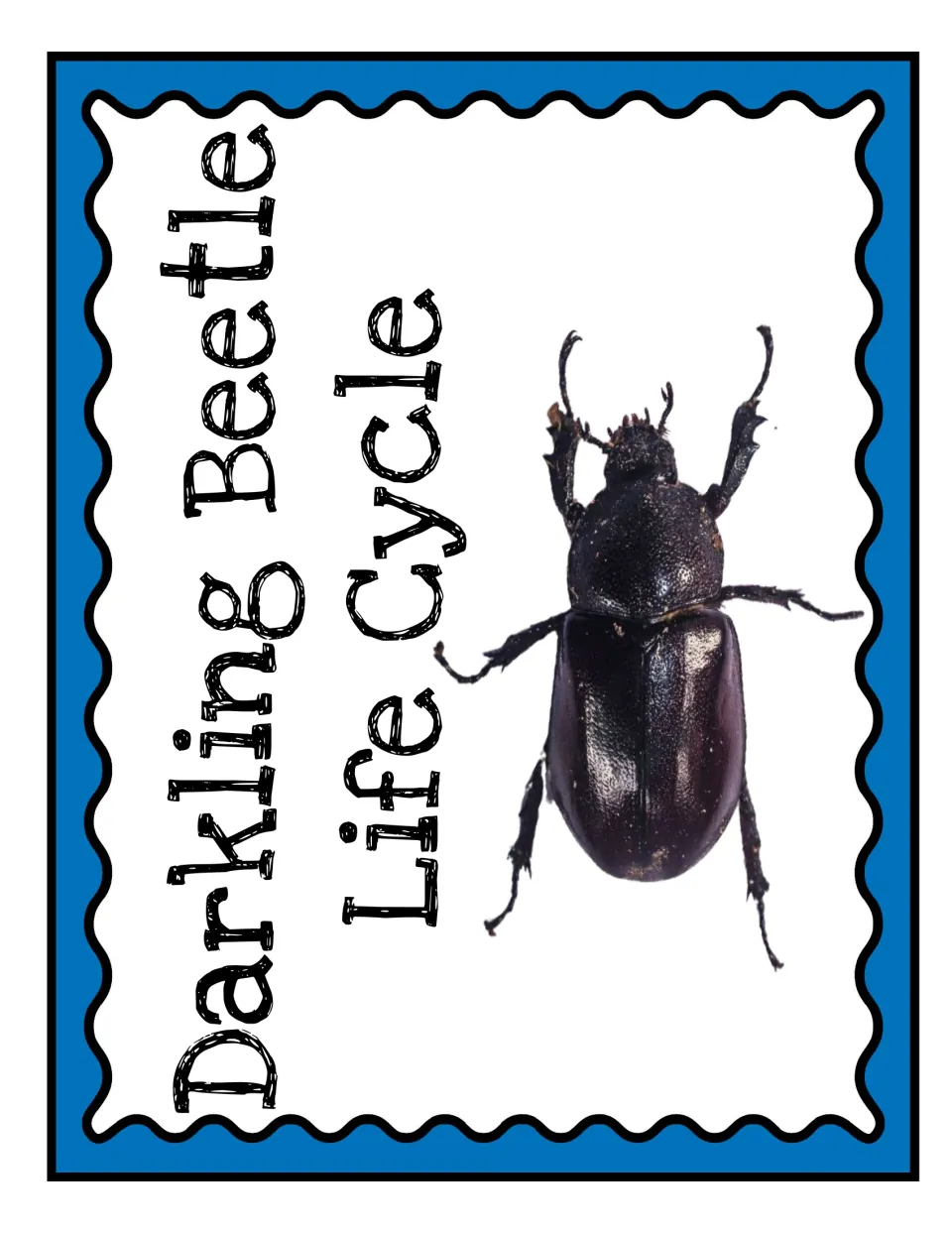 Darkling Beetle Life Cycle title sheet for the anchor chart display, featuring a photograph of an adult beetle