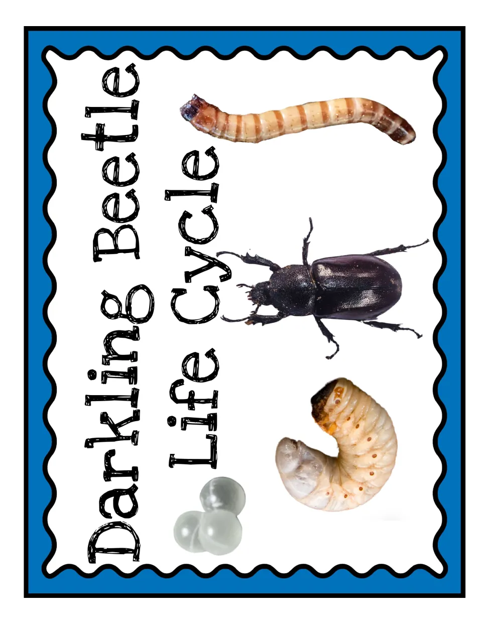 Beetle life cycle title sheet for the anchor chart display, featuring egg, larva, pupa, and adult images