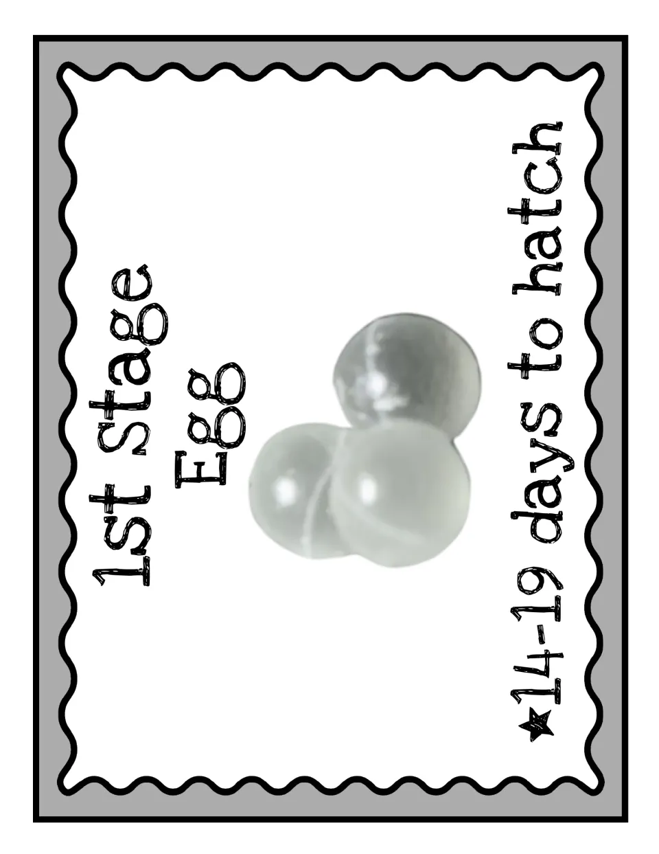 First-stage poster for the beetle life cycle display: Egg, with an egg photograph and 14–19 days to hatch