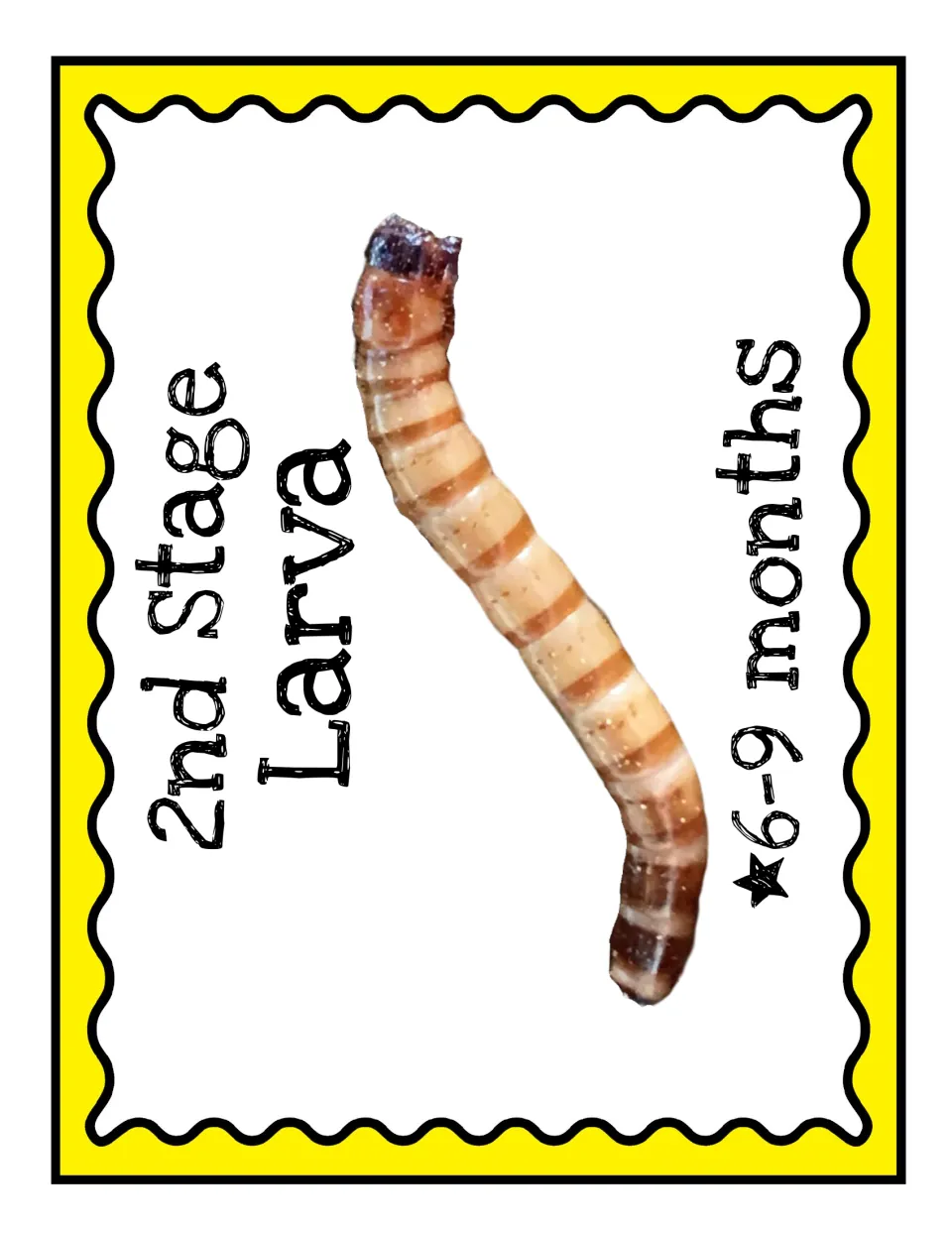 Second-stage poster for the beetle life cycle display: Larva, with a larva photograph and 6–9 months