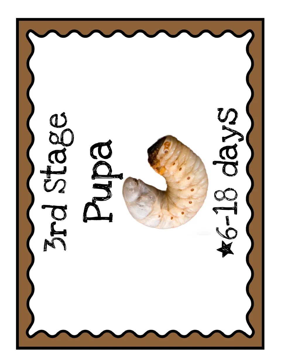 Third-stage poster for the beetle life cycle display: Pupa, with the stage photograph and 6–18 days
