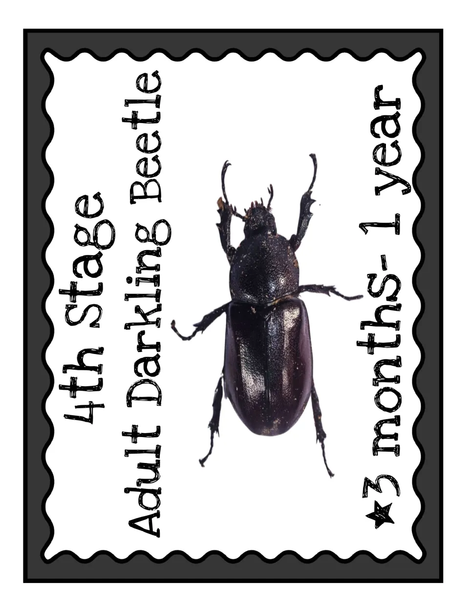 Fourth-stage poster for the beetle life cycle display: Adult Darkling Beetle, with a photo and 3 months–1 year