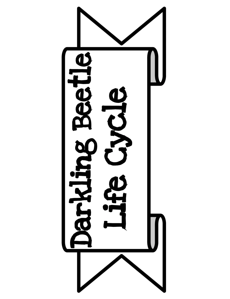 Title banner for the beetle life cycle anchor chart display, labeled with the insect name and Life Cycle